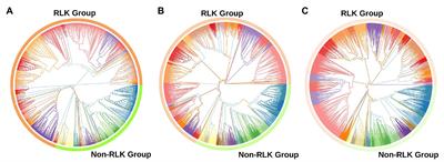 The Wild Sugarcane and Sorghum Kinomes: Insights Into Expansion, Diversification, and Expression Patterns